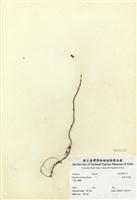 藏品(短角冷水麻)的圖片